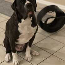 Thumbnail photo of Hank #2