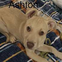 Thumbnail photo of Ashton #2