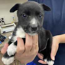 Thumbnail photo of Agatha aka Boo #1