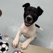 Thumbnail photo of Rex #1