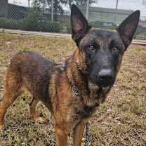 Thumbnail photo of Teddy #3