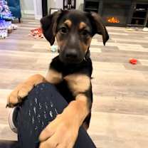 Thumbnail photo of Hooch #3