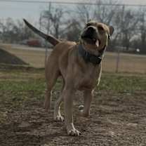 Thumbnail photo of Chief #3