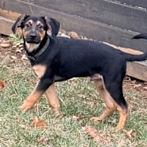 Thumbnail photo of Hooch #4