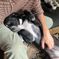 Thumbnail photo of Clover Belle #2