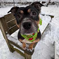 Thumbnail photo of Koa #3