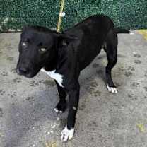 Thumbnail photo of Espresso* #2