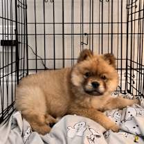 Thumbnail photo of Nala #1