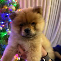 Thumbnail photo of Nala #4