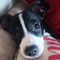 Thumbnail photo of Dasher #3