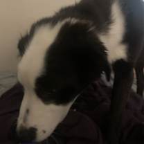 Thumbnail photo of Shadow #4