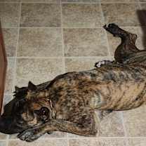 Thumbnail photo of Brody #2