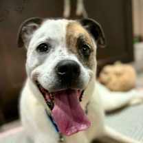 Thumbnail photo of Willa (Foster or adopter needed!) #4