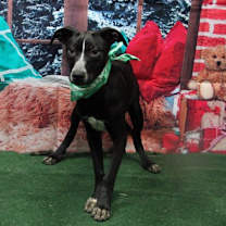 Thumbnail photo of Double Dutch #1