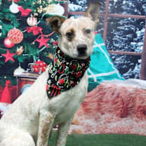 Thumbnail photo of Coffee Cake #1