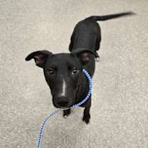 Thumbnail photo of Tagalong #2