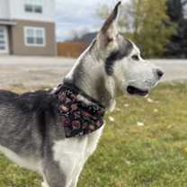 Thumbnail photo of Rip #3