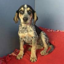 Thumbnail photo of Jasper #3