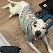 Thumbnail photo of Riley #3