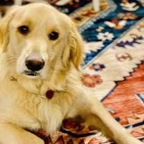 Thumbnail photo of Hank #2