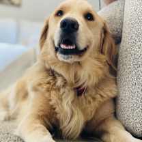 Thumbnail photo of Hank #3