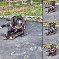 Thumbnail photo of Princess and Dolce #3