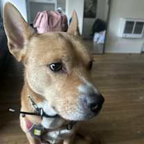 Thumbnail photo of Butters #4