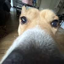 Thumbnail photo of Butters #3