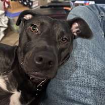 Thumbnail photo of Dipper #1