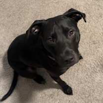 Thumbnail photo of Dipper #3