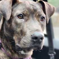 Thumbnail photo of Lemonade #1