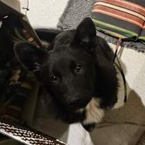 Thumbnail photo of Willy #1