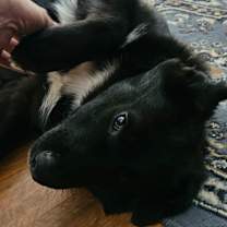 Thumbnail photo of Willy #2