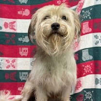 Thumbnail photo of 251843  Oreo #4