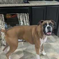 Thumbnail photo of Diesel #1