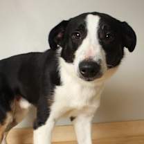 Thumbnail photo of Mosley D67246 #4