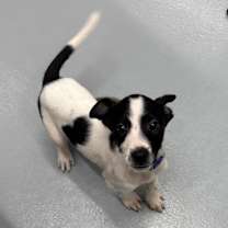 Thumbnail photo of Woody #3