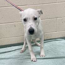 Thumbnail photo of Palomo #2