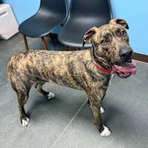 Thumbnail photo of Trapper #3