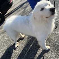 Thumbnail photo of Summit #4