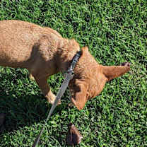 Thumbnail photo of Mocha #4