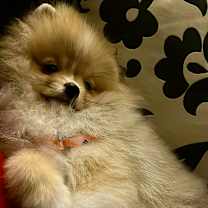 Thumbnail photo of Leo (AKC REGISTERED) #4