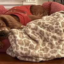 Thumbnail photo of Toby #1