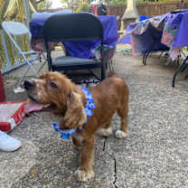 Thumbnail photo of Toby #4