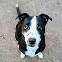 Thumbnail photo of Rocky #1