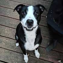 Thumbnail photo of Rocky #4