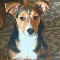 Thumbnail photo of Penny #1