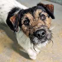 Thumbnail photo of Buddy #2