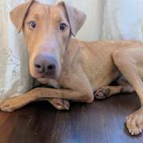 Thumbnail photo of Rhett #1