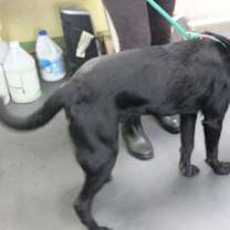 Thumbnail photo of Percy #2